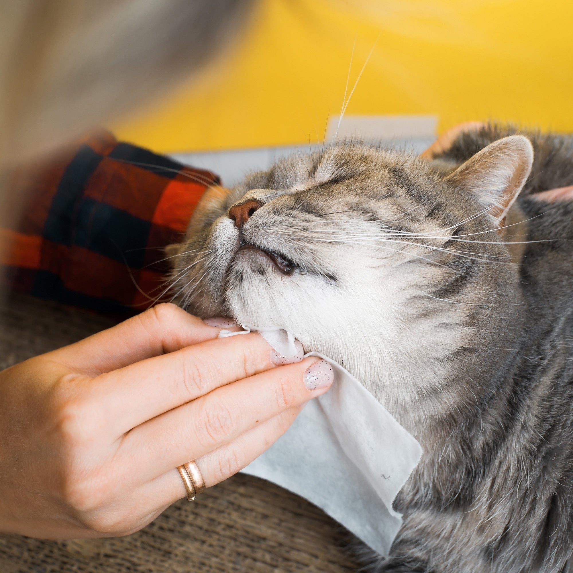 Furry Fresh Pet Wipes - Lavender Scented, 100 Extra Large Wipes - Gmoh LuxuryFurry Fresh Pet Wipes - Lavender Scented, 100 Extra Large WipesWipesGmoh Luxury